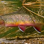 Rivers-edge-sports-outfitters-rangeley-lake-maine-5-Rangeley-Brook-Trout